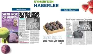 BURSA SİYAH İNCİRİ ÇİN PAZARINDA!
