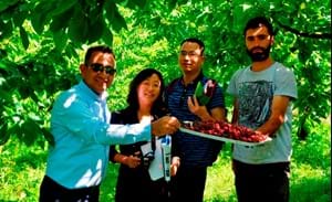 TÜRK KİRAZI ÇİN YOLLARINDA