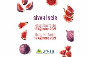 SİYAH İNCİR HASAT VE İHRAÇ TARİHLERİ BELİRLENDİ